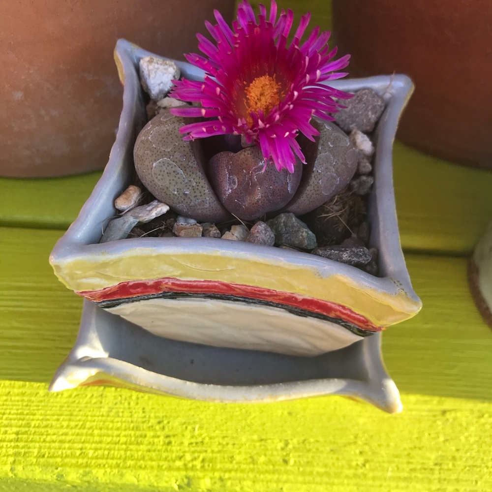 Meet your Posher, Karla